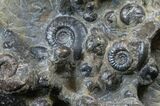 Plate of Devonian Ammonites From Morocco - #14310-2